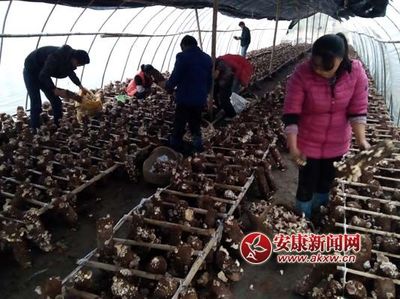 漢陰薯類銷售 以“生態(tài)循環(huán)”撬動(dòng)鄉(xiāng)村振興的路徑調(diào)查