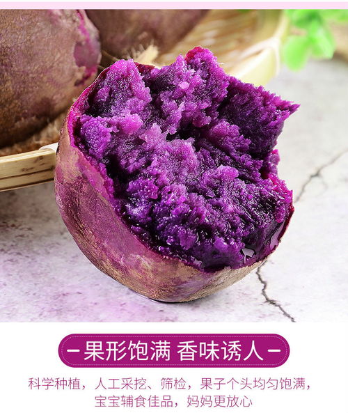 沙地小紫薯 香甜軟糯，秋日里的自然饋贈